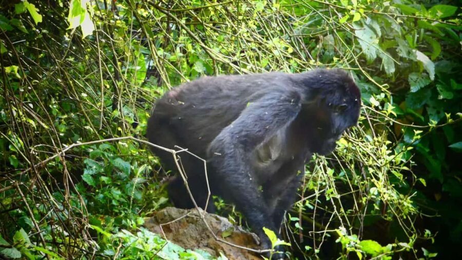 From Kigali: 2-Day Gorilla Trek in Bwindi - Who is This Tour Best For?