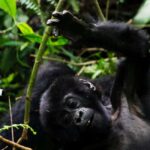 From Kigali: 2-Day Uganda Gorilla Trekking Budget Safari - The Practicalities: What You Need to Know