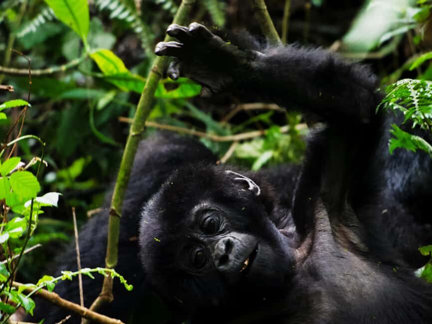 From Kigali: 2-Day Uganda Gorilla Trekking Budget Safari - The Practicalities: What You Need to Know