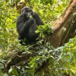From Kigali: 3-Day Bwindi Gorilla Trekking & Lake Bunyonyi - The Experience — What Travelers Can Expect