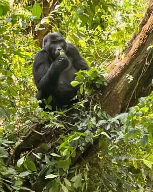 From Kigali: 3-Day Bwindi Gorilla Trekking & Lake Bunyonyi - The Experience — What Travelers Can Expect