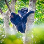 From Kigali: 3-Day Nyungwe National Park Tour with Transfers - Why This Tour Offers Great Value