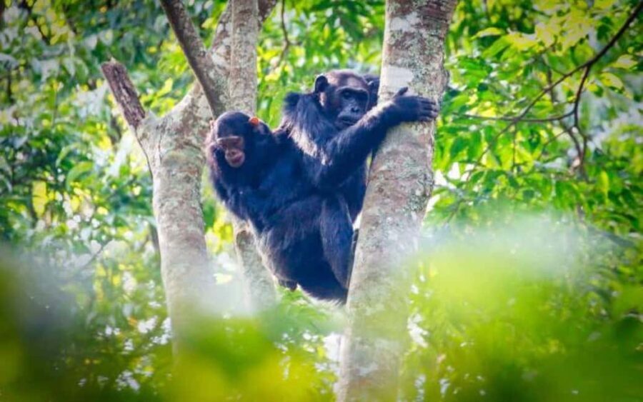 From Kigali: 3-Day Nyungwe National Park Tour with Transfers - Why This Tour Offers Great Value