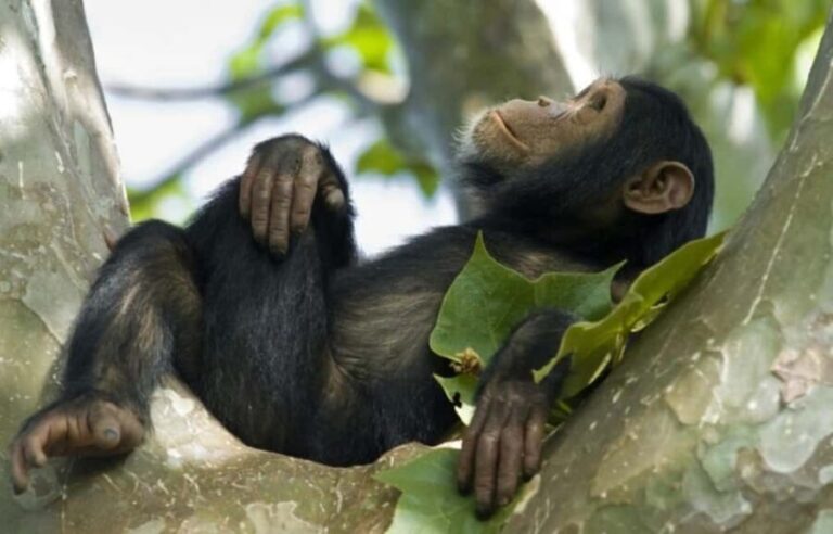 From Kigali: 4-Day Akagera Safari and Chimpanzee Trekking - Practical Details and Value