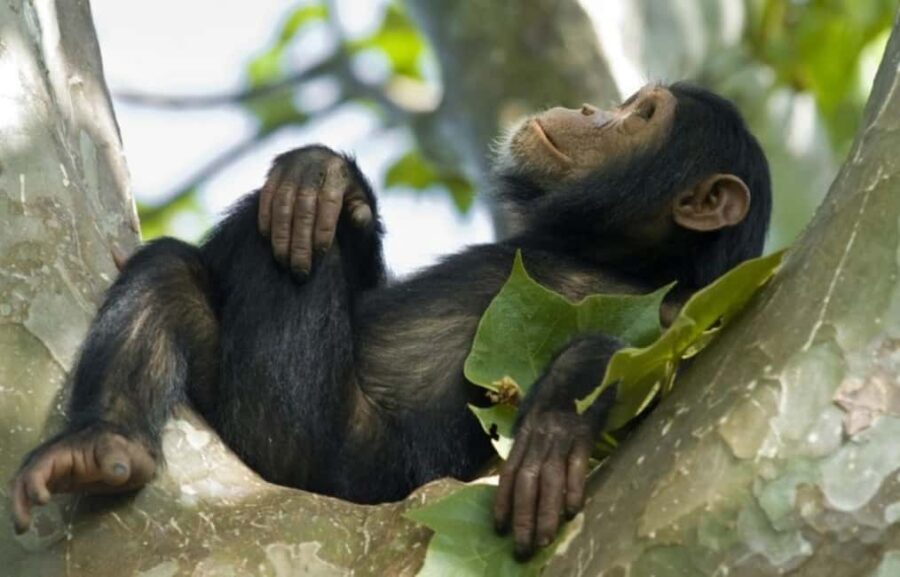From Kigali: 4-Day Akagera Safari and Chimpanzee Trekking - Practical Details and Value