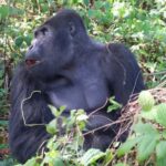 From Kigali: 4-Day Gorilla and Chimps Trekking Safari - What Does the Price Cover?
