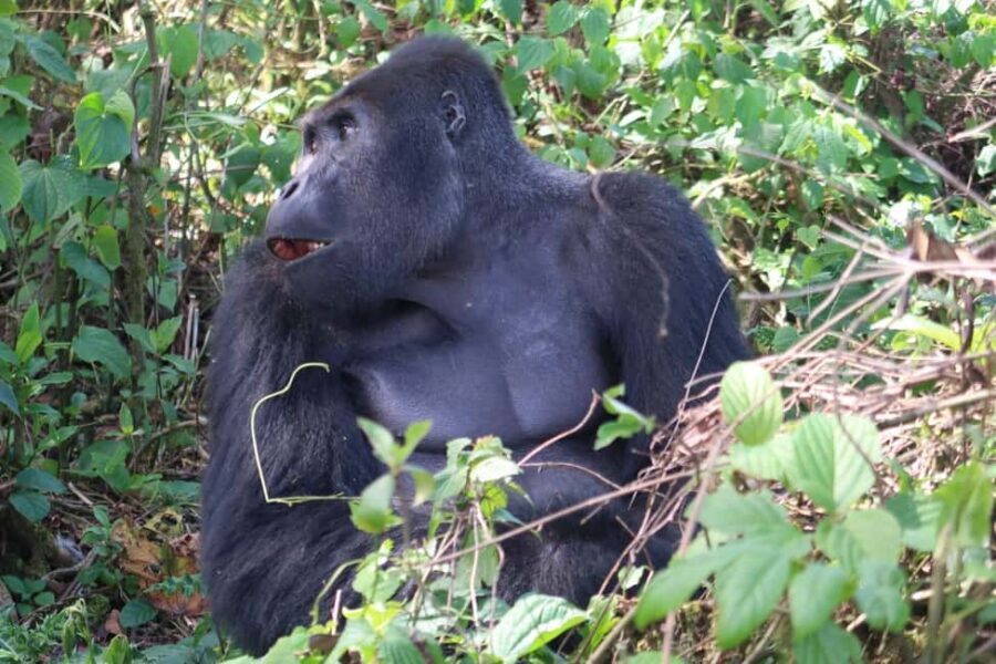 From Kigali: 4-Day Gorilla and Chimps Trekking Safari - What Does the Price Cover?