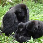 From Kigali: 4-Day Gorilla and Golden Monkey Safari - Final Thoughts