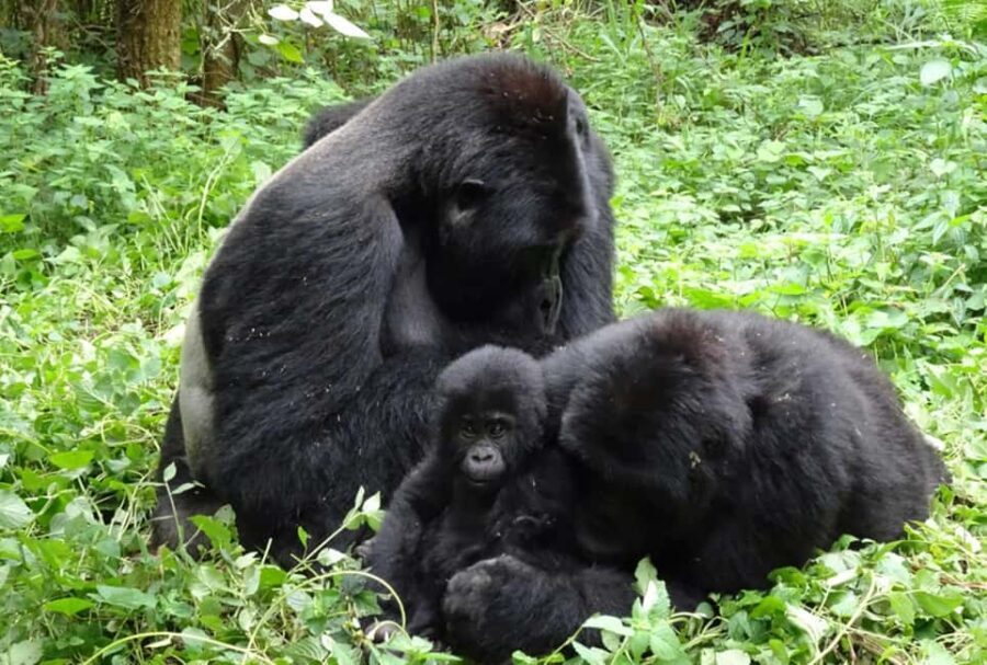 From Kigali: 4-Day Gorilla and Golden Monkey Safari - Final Thoughts