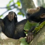 From Kigali: Canopy Walkway Day Trip in Nyungwe Forest - Practical Details and Tips