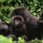 From Kigali, Rwanda: Guided gorilla trekking experience - The Practicalities: What’s Included and What to Keep in Mind