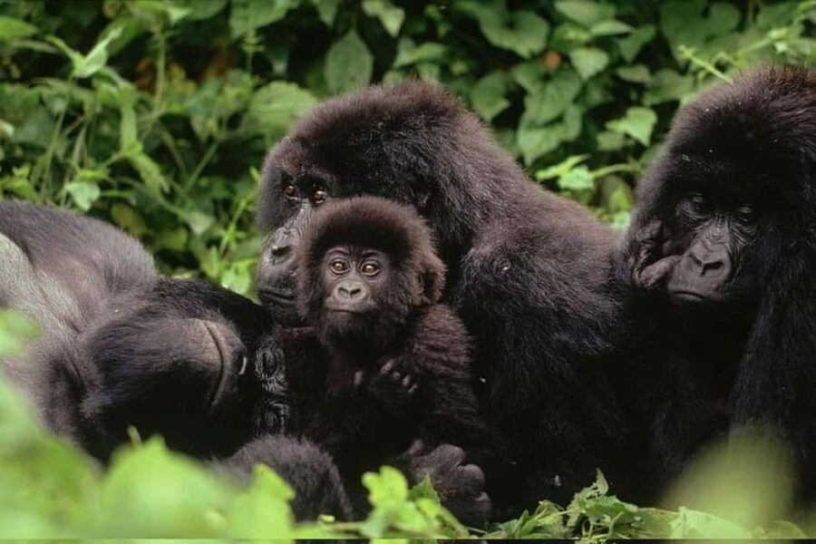From Kigali, Rwanda: Guided gorilla trekking experience - The Practicalities: What’s Included and What to Keep in Mind