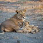 From Kilimanjaro to Mombasa: 14-Day Safari and Beaches Tour - What’s Included and What’s Not