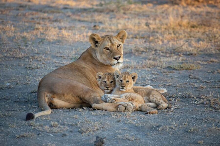 From Kilimanjaro to Mombasa: 14-Day Safari and Beaches Tour - What’s Included and What’s Not