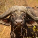 From Kruger Mpumalanga Airport: Kruger Park 3-Days Safari - Day 1: Arrival and Relaxation