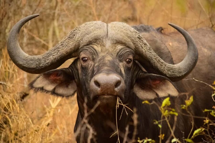 From Kruger Mpumalanga Airport: Kruger Park 3-Days Safari - Day 1: Arrival and Relaxation