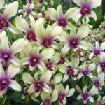 From Lautoka: Garden of Sleeping Giant, Viseisei & Nadi Tour - Key Points