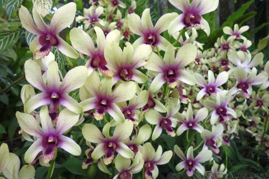 From Lautoka: Garden of Sleeping Giant, Viseisei & Nadi Tour - Key Points