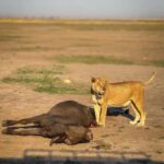 From Livingstone: Chobe National Park Day Trip with Lunch - Is This Tour Worth It?