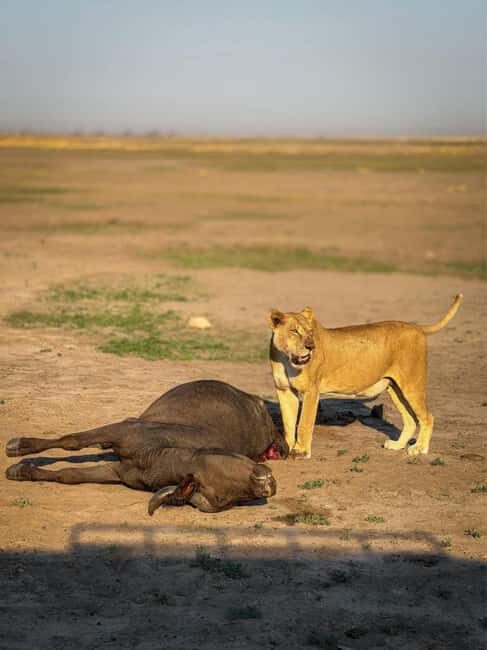From Livingstone: Chobe National Park Day Trip with Lunch - Is This Tour Worth It?