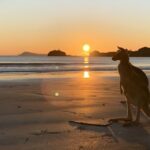 From Mackay: Wallabies on the Beach Sunrise Trip - Why This Tour Offers Great Value