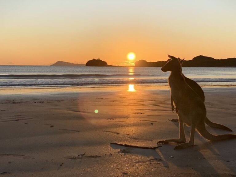 From Mackay: Wallabies on the Beach Sunrise Trip - Why This Tour Offers Great Value