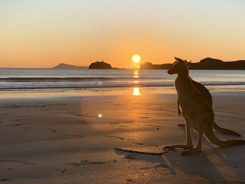 From Mackay: Wallabies on the Beach Sunrise Trip - Why This Tour Offers Great Value