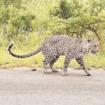 From Malelane: Half Day Kruger Park Wildlife Safari - Who Should Consider This Tour?