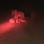 From Malelane: Kruger National Park Afternoon Safari - The Value of Guided Wildlife Tours