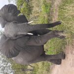 From Malelane: Kruger National Park Full-Day Safari - FAQs