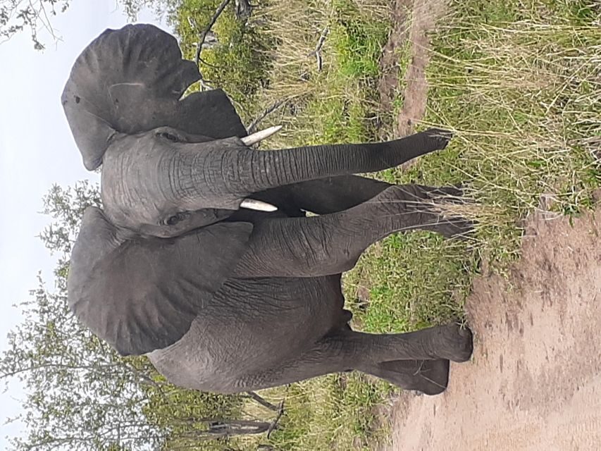 From Malelane: Kruger National Park Full-Day Safari - FAQs