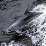 From Manapouri: Doubtful Sound Wilderness Day Trip - Discovering the Itinerary: What You’ll Experience
