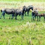 From Maputo: Special Reserve Safari with Ponto do Ouro Visit - What to Expect from the Itinerary