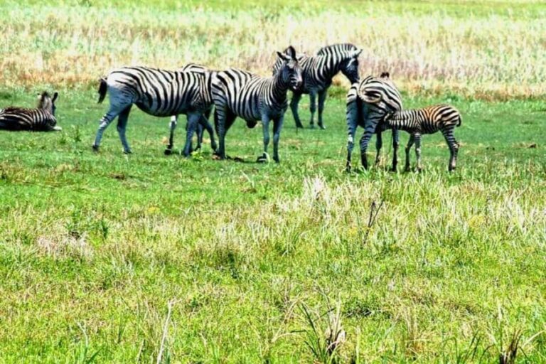 From Maputo: Special Reserve Safari with Ponto do Ouro Visit - What to Expect from the Itinerary