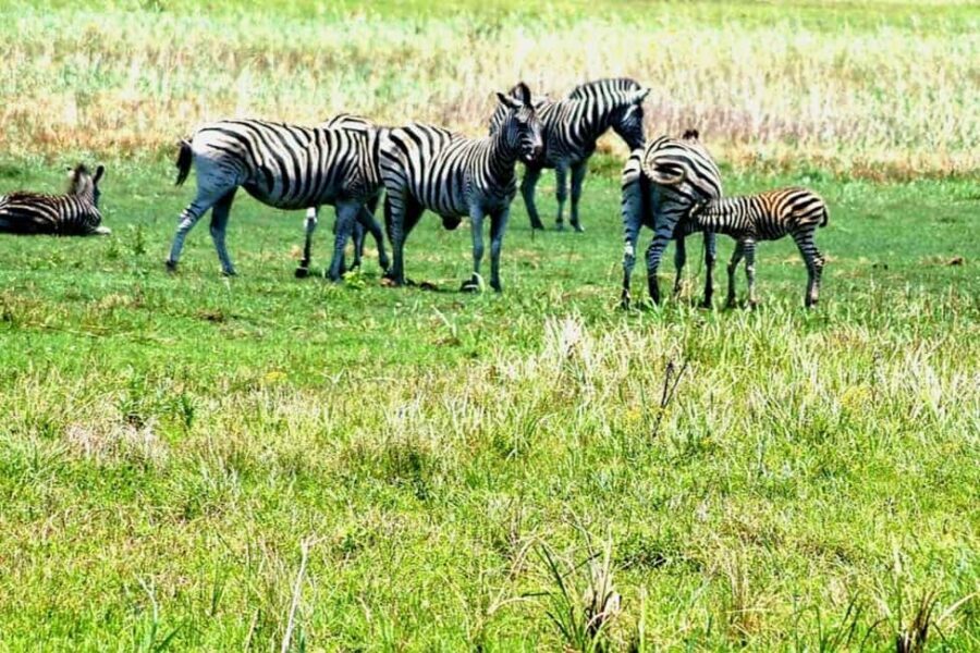 From Maputo: Special Reserve Safari with Ponto do Ouro Visit - What to Expect from the Itinerary