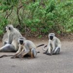 From Marloth Park: Half Day Kruger Park Wildlife Safari - A Practical Overview of the Experience