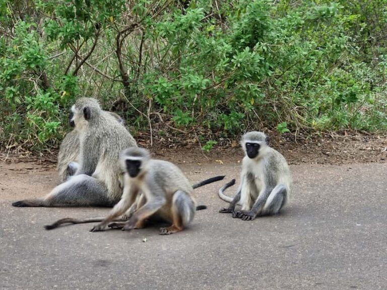 From Marloth Park: Half Day Kruger Park Wildlife Safari - A Practical Overview of the Experience