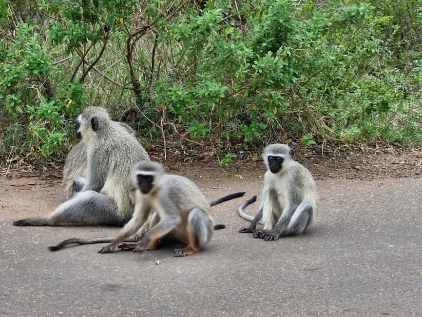 From Marloth Park: Half Day Kruger Park Wildlife Safari - A Practical Overview of the Experience