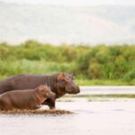 From Marloth Park: Sunset River Cruise Safari - The Wildlife You Can Expect to See