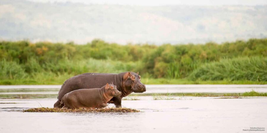 From Marloth Park: Sunset River Cruise Safari - The Wildlife You Can Expect to See