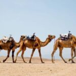 From Marrakech: 1-Hour Sunset Camel Ride in Agafay Desert - The Guides and Service