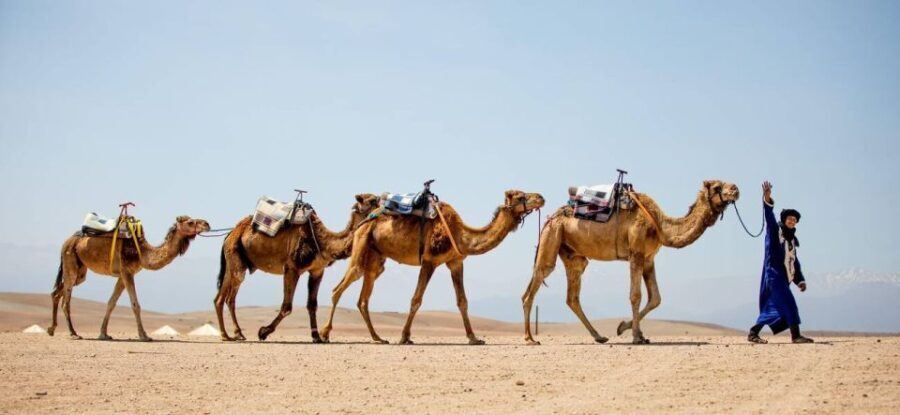 From Marrakech: 1-Hour Sunset Camel Ride in Agafay Desert - The Guides and Service