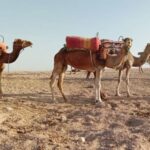 From Marrakech: 2-Day and 1-Night Stay in Agafay Desert - What’s Included and What’s Not?