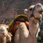 From Marrakech: 2-Day Zagoura Desert Camp with Camel Ride - A Complete Breakdown of the Tour Experience