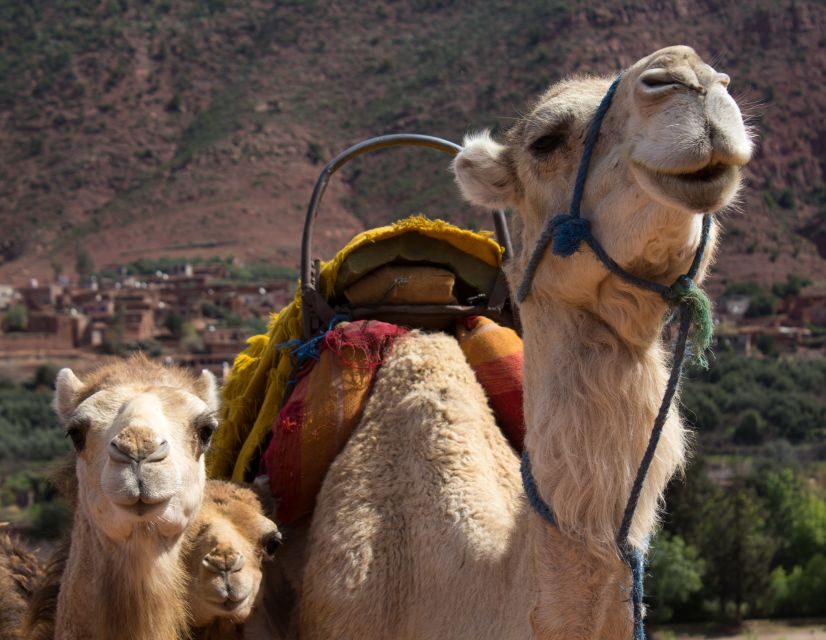 From Marrakech: 2-Day Zagoura Desert Camp with Camel Ride - A Complete Breakdown of the Tour Experience