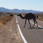 From Marrakech: 2 Days Atlantic Essaouira Sea & Agadir Beach - What to Expect on Your Morocco Atlantic Adventure