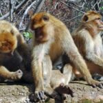From Marrakech: Ouzoud Waterfalls Day Trip with Local Guide - What’s Included and What’s Not
