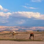 From Marrakesh: Agafay Desert Sunset, Camel Ride, and Dinne - Who Is This Tour Best For?