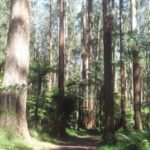 From Melbourne: Dandenong Ranges Private Day Tour - Lunch at a Cozy Restaurant