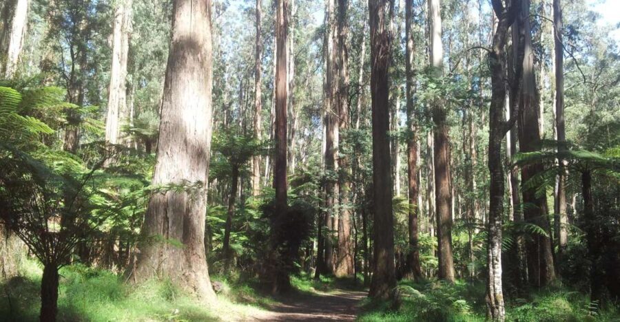 From Melbourne: Dandenong Ranges Private Day Tour - Lunch at a Cozy Restaurant